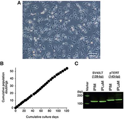 Establishment and characterization of the immortalized porcine lung-derived mononuclear phagocyte cell line